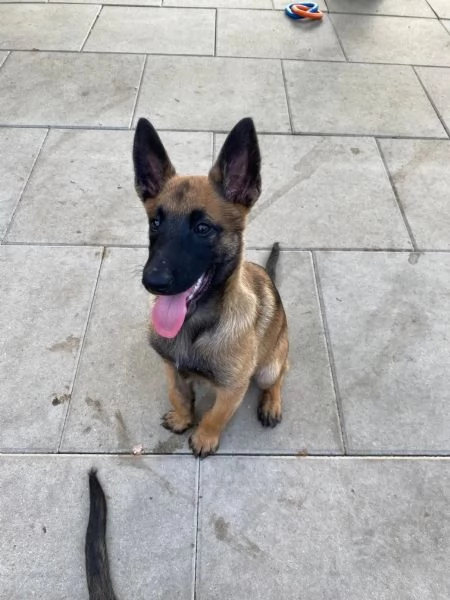 Bellissimi cuccioli di Pastore Belga Malinois subito disponibili, | Foto 0