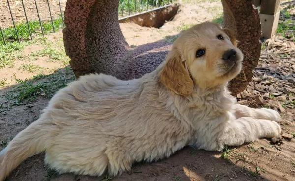 3 cuccioli di Golden Retriever | Foto 2