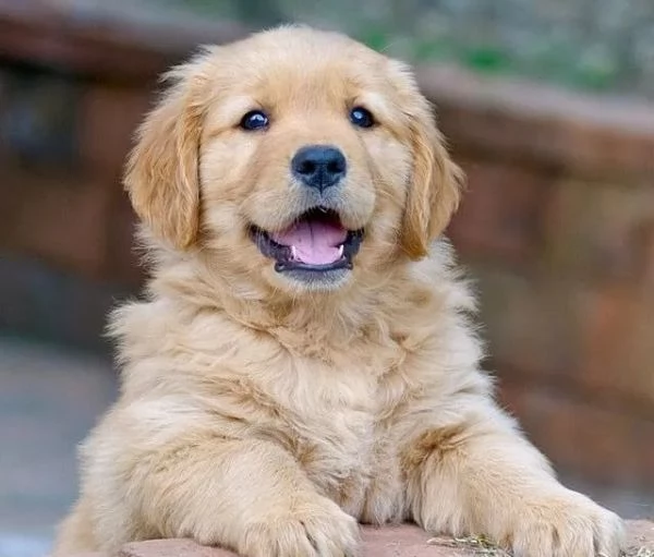 3 cuccioli di Golden Retriever