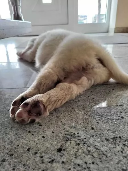 Cuccioli di Golden Retriever con Pedigree | Foto 4