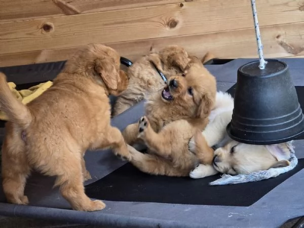  cuccioli di Golden Retriever | Foto 2