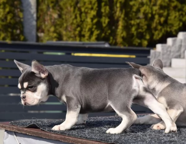 Cuccioli di bulldog francese in colori speciali | Foto 0