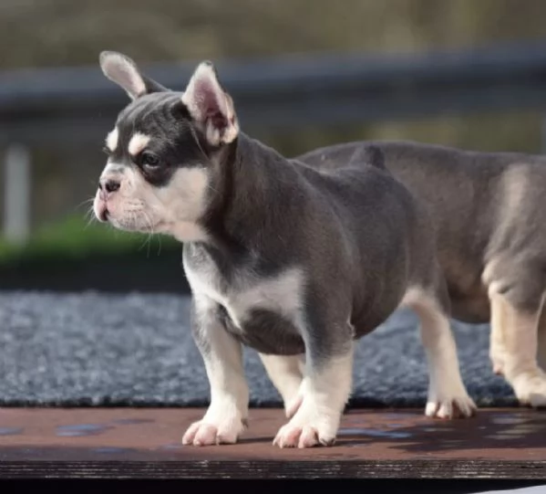 Cuccioli di Bulldog Francese disponibili. | Foto 2