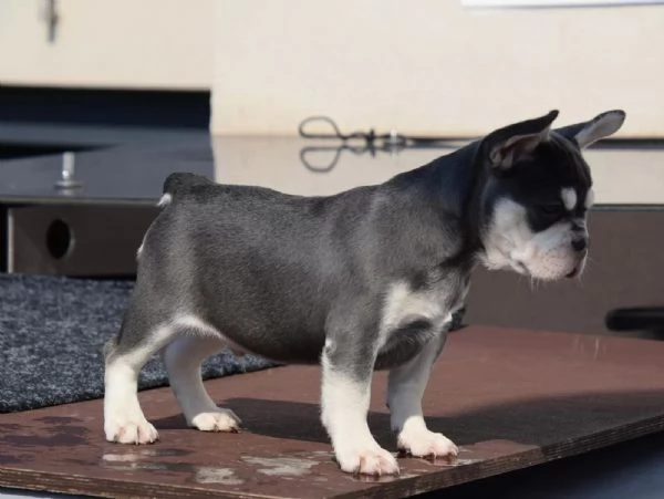 Cuccioli bouledogue francesi | Foto 1