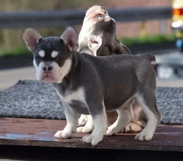 Cuccioli bouledogue francesi