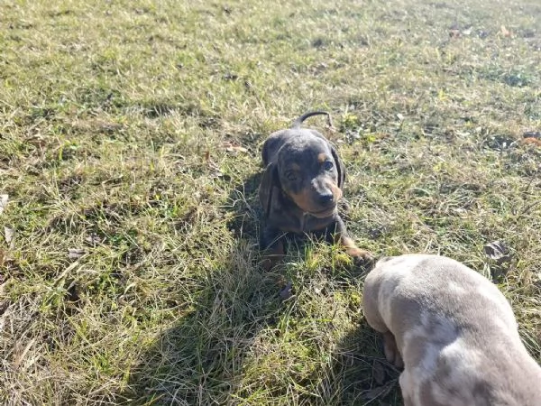 Cuccioli di bassotto tedesco | Foto 3