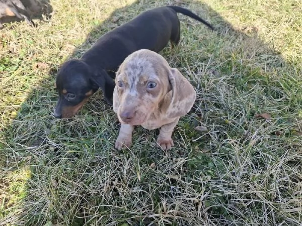 Cuccioli di bassotto tedesco | Foto 2