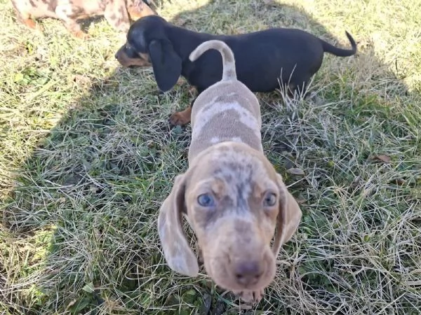 Disponibili due cuccioli maschi e una femmina di bassotto tedesco  | Foto 2