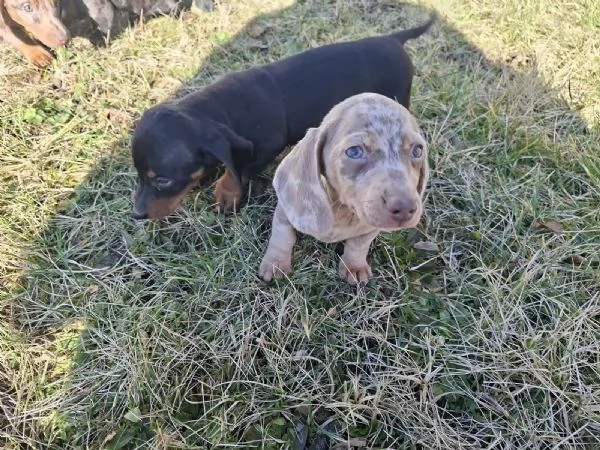 Disponibili due cuccioli maschi e una femmina di bassotto tedesco  | Foto 0