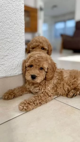 Splendidi cuccioli di barboncino nano di razza pura color albicocca. | Foto 3