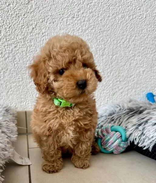 Splendidi cuccioli di barboncino nano di razza pura color albicocca. | Foto 2