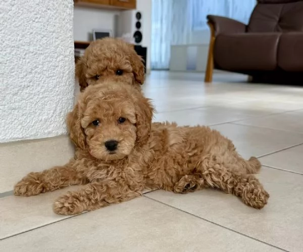 Splendidi cuccioli di barboncino nano di razza pura color albicocca. | Foto 1