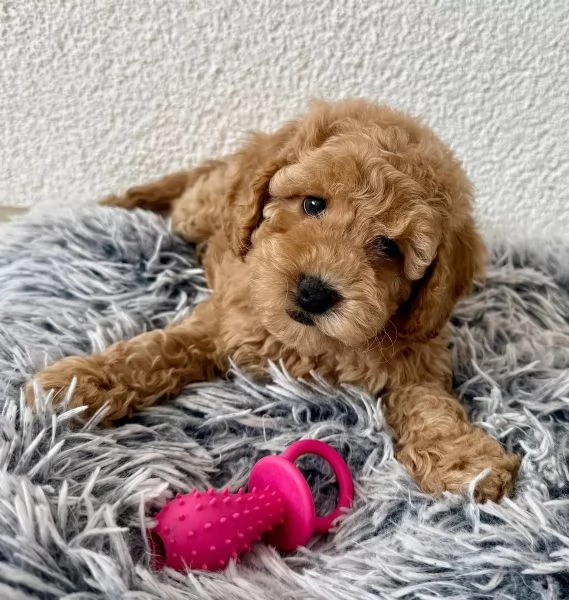 Splendidi cuccioli di barboncino nano di razza pura color albicocca. | Foto 0