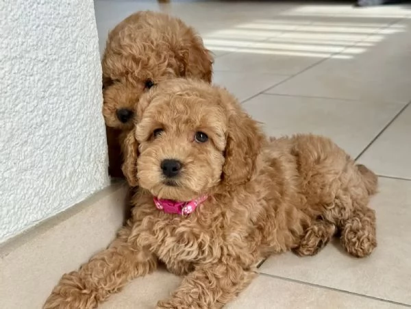 Splendidi cuccioli di barboncino nano di razza pura color albicocca.