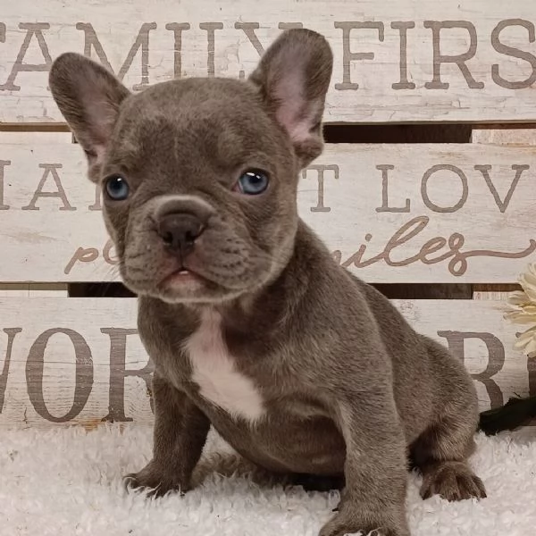Bellissimi cuccioli di bulldog francese