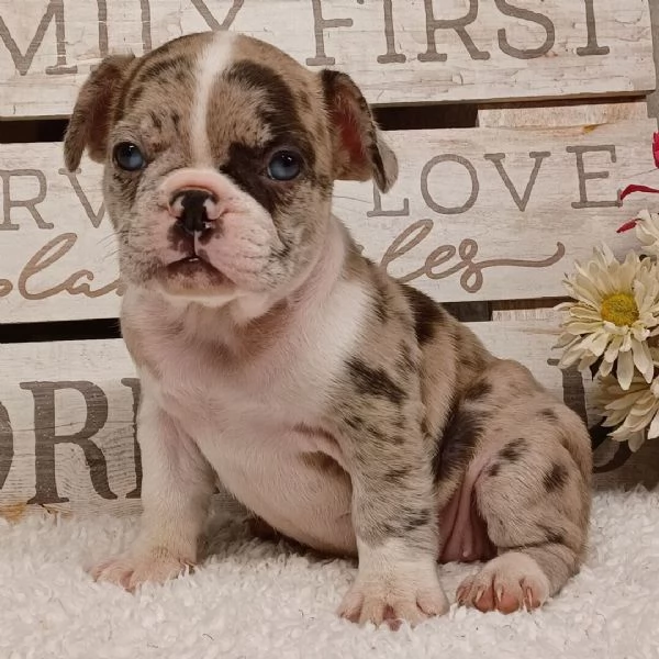 Bellissimi cuccioli di bulldog francese | Foto 0