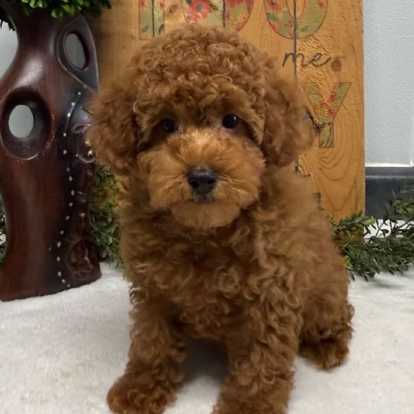 Bellissimi cuccioli di Barboncino | Foto 0