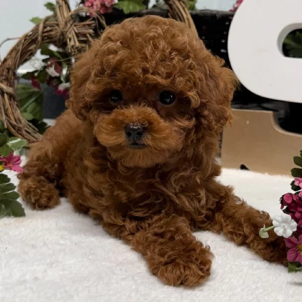 Bellissimi cuccioli di Barboncino
