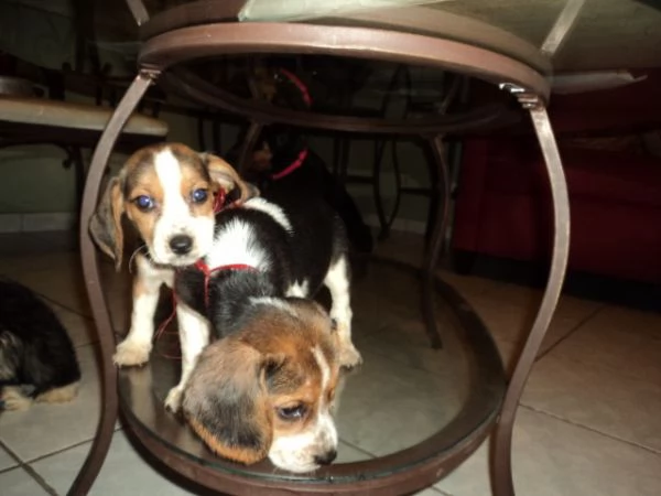 Bellissimi cuccioli di Beagle  | Foto 0