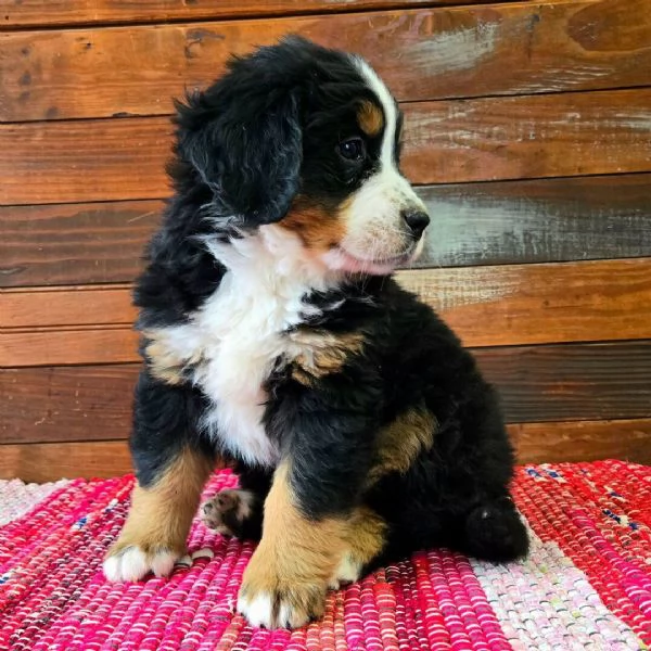 cuccioli di bovaro del bernese  | Foto 0