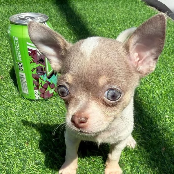 Bellissimi cuccioli di Chihuahua  | Foto 2
