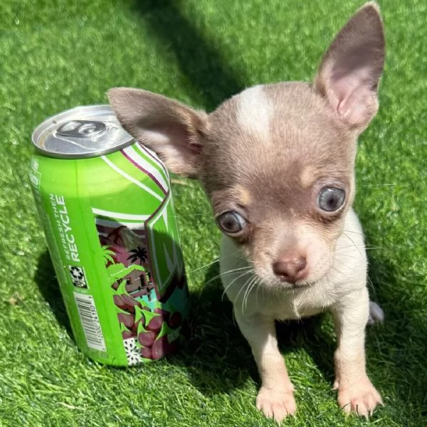 Bellissimi cuccioli di Chihuahua  | Foto 1