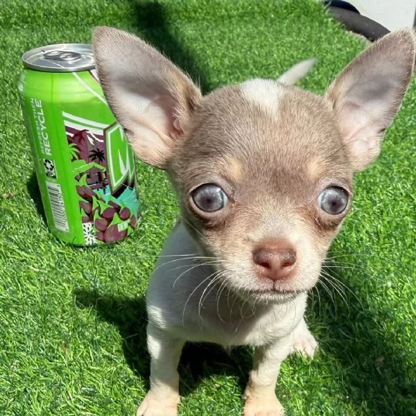 Bellissimi cuccioli di Chihuahua  | Foto 0