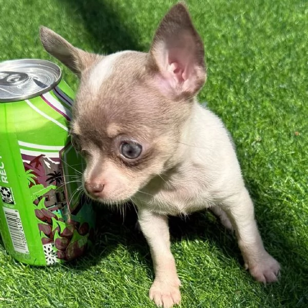 Bellissimi cuccioli di Chihuahua 
