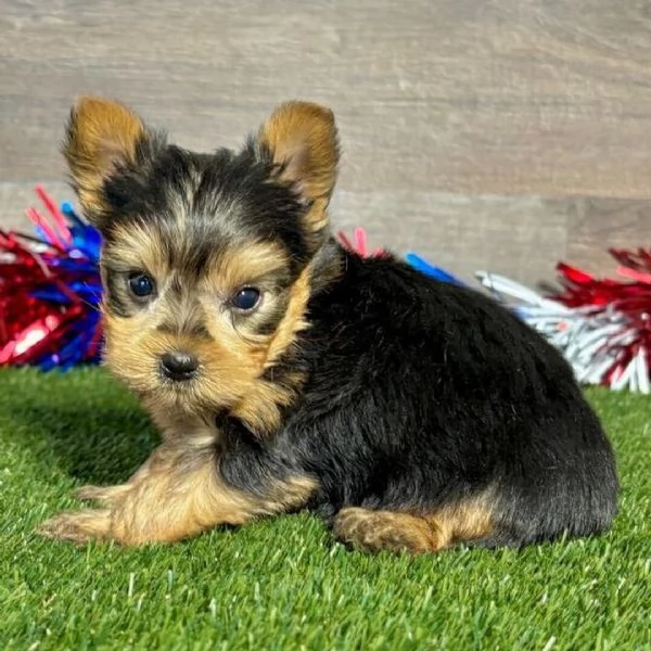 Bellissimi cuccioli di Yorkshire  | Foto 2