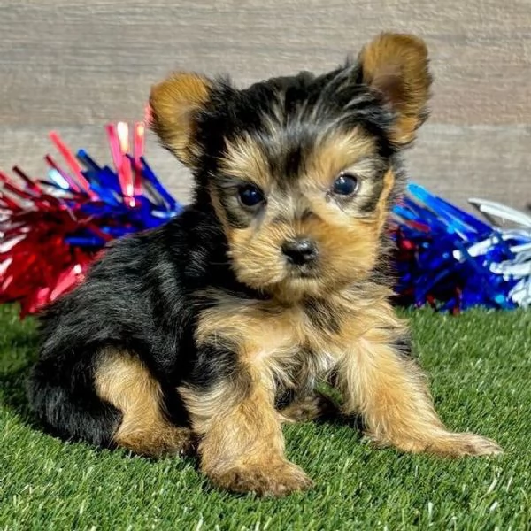 Bellissimi cuccioli di Yorkshire  | Foto 1