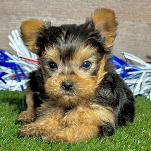 Bellissimi cuccioli di Yorkshire 