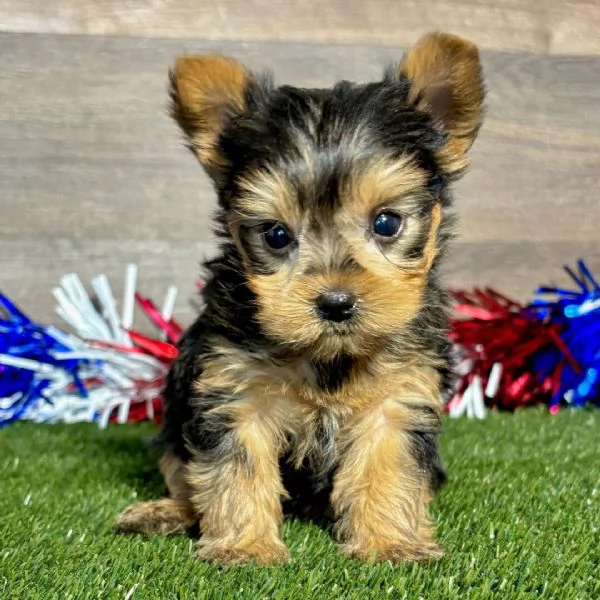 Bellissimi cuccioli di Yorkshire  | Foto 0