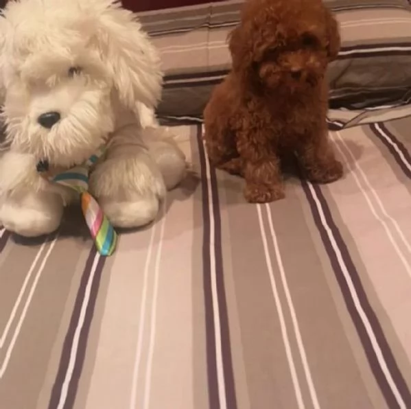 cuccioli di barboncino in adozione | Foto 1