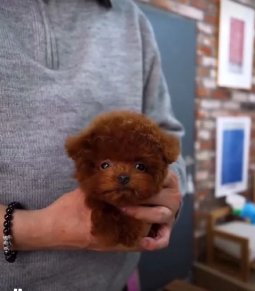 cuccioli di barboncino in adozione | Foto 0