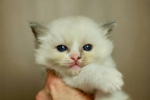 GattiRagdoll | Foto 0