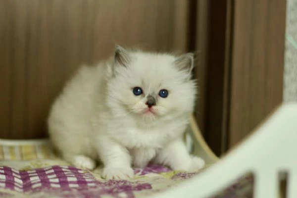 GattiRagdoll | Foto 1