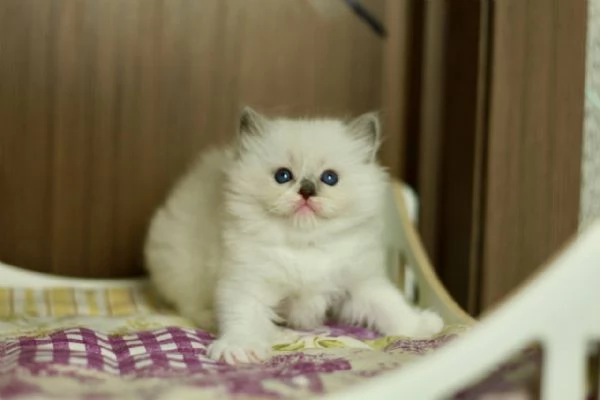 GattiRagdoll | Foto 0