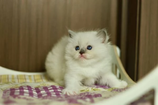 GattiRagdoll