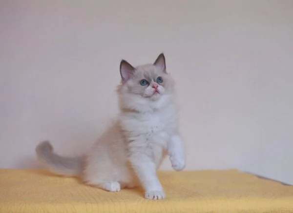 GattiRagdol