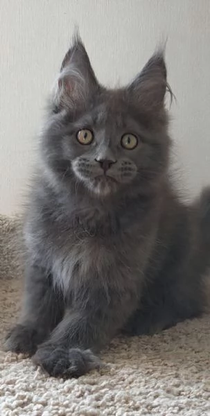 MaineCoon | Foto 0