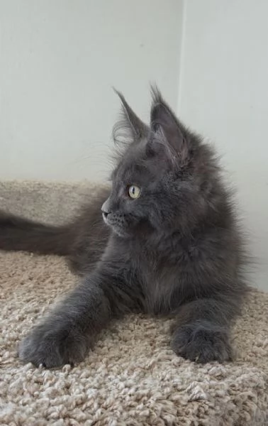 MaineCoon