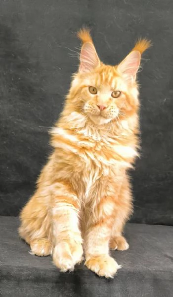 MaineCoon