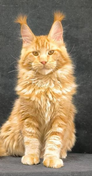 MaineCoon | Foto 0