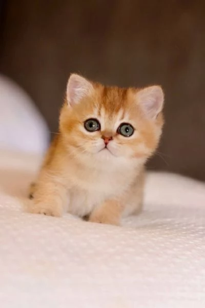 BritishShorthair