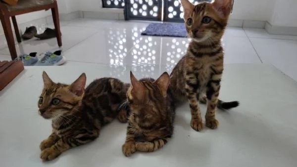 GattiPersiani | Foto 3