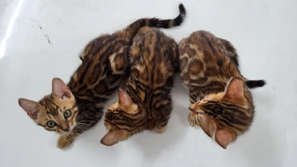 GattiPersiani | Foto 0