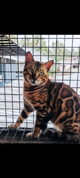 GattiPersiani
