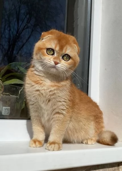 scotish fold | Foto 1