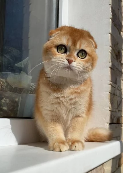 scotish fold | Foto 0