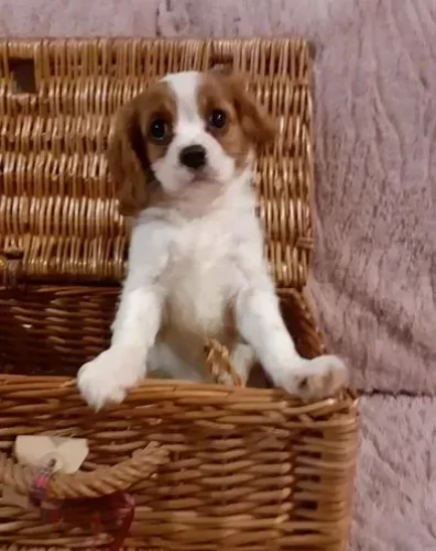 cuccioli di cavalier king con pedigree | Foto 0